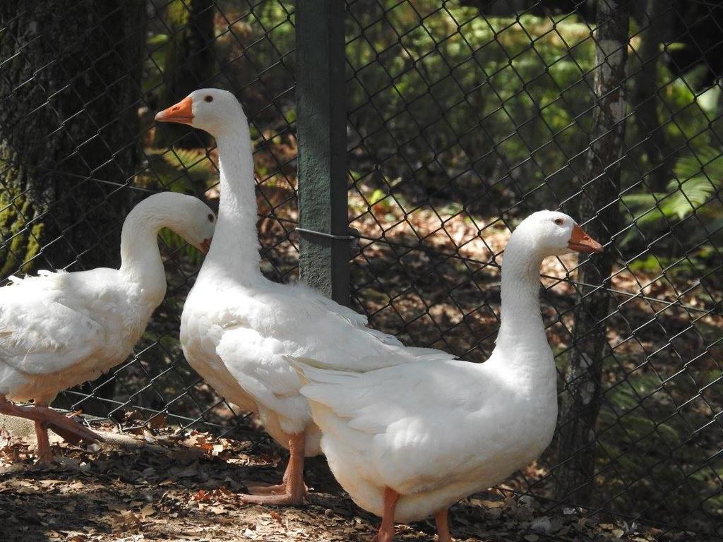 Encosta Dos Tuneis - Turismo E Lazer Sever do Vouga Eksteriør billede