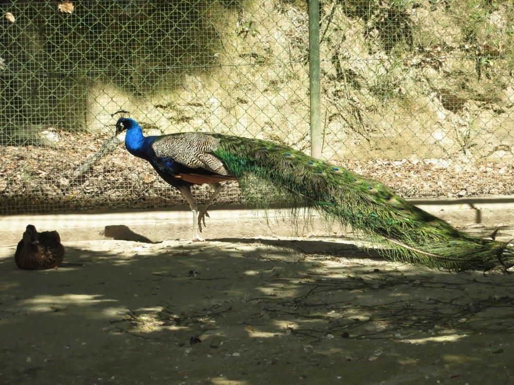 Encosta Dos Tuneis - Turismo E Lazer Sever do Vouga Eksteriør billede
